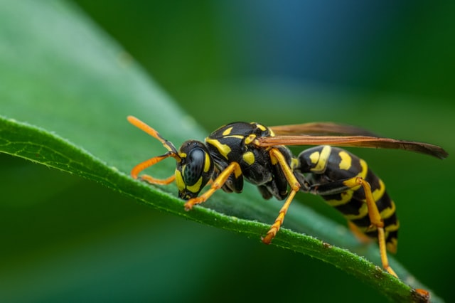 Top 5 Best Wasp and Hornet Traps (2024)